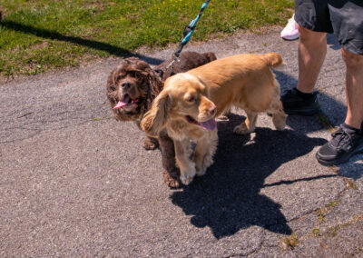 Dogwalk 141