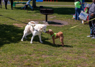 Dogwalk 79